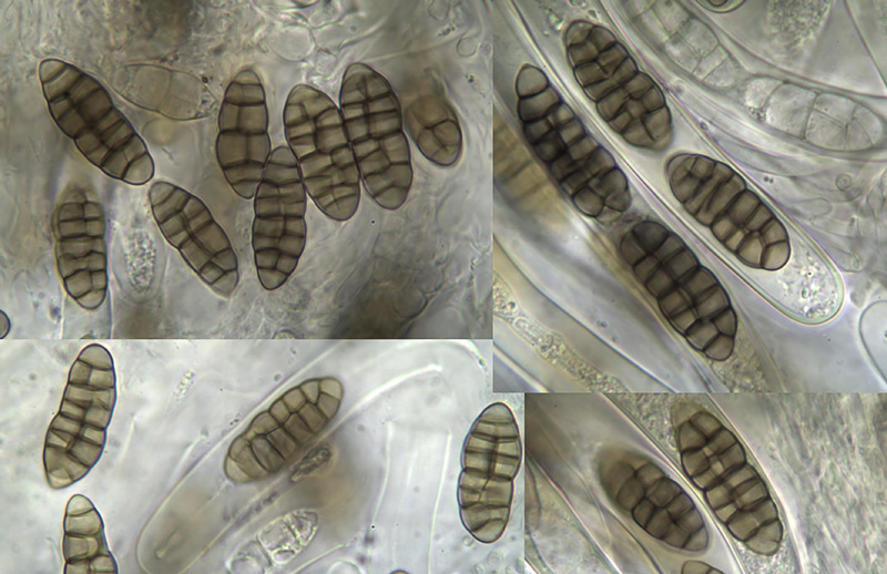 Camarosporidiella caraganae spores Camarosporidiella caraganae mikro
